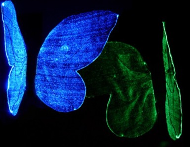 3H FiberOpticFabric collection_1-40_1476395218 3H FiberOpticFabric collection_1-40_1476395218